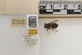 Media type: image;   Entomology 790839 Aspect: Labels